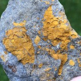 Dendrocystites barrandei